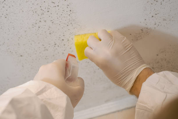 Best Mold Damage Restoration  in Atlantic, IA