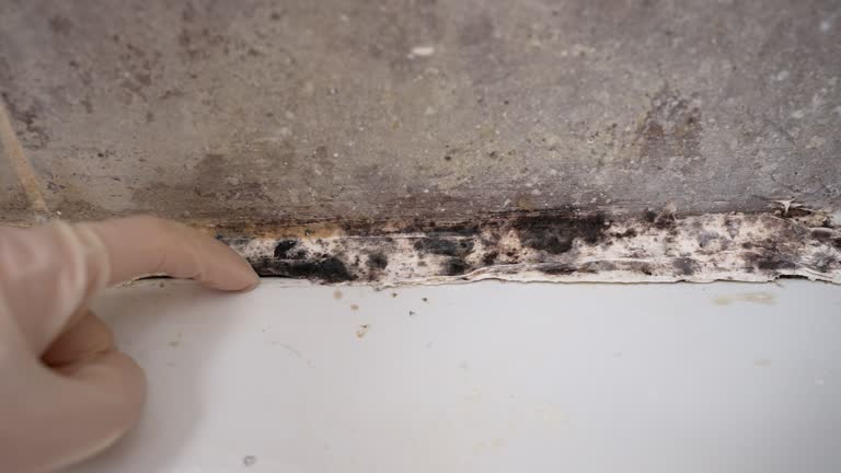Best Mold Remediation for Healthcare Facilities  in Atlantic, IA