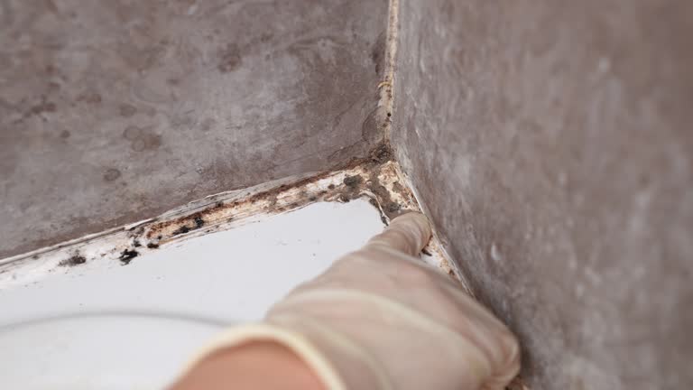 Best Asbestos and Lead Testing During Mold Inspection  in Atlantic, IA